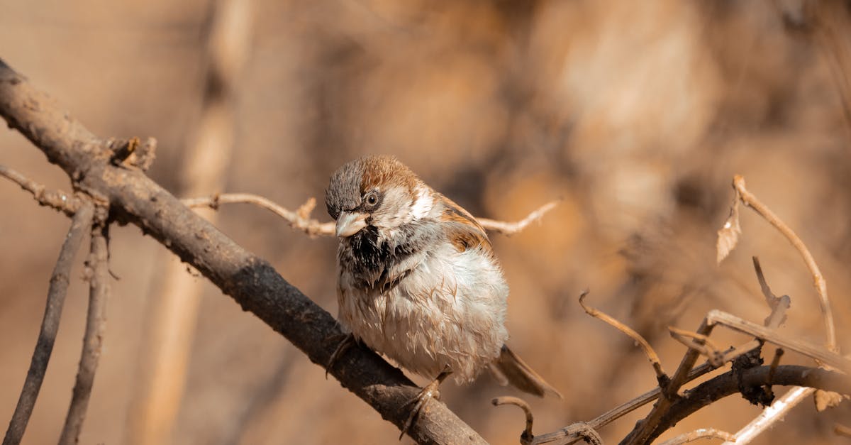 découvrez l'importance du follow-up dans vos interactions professionnelles. apprenez à maintenir le contact, à renforcer vos relations et à maximiser vos opportunités grâce à des techniques efficaces de suivi. transformez vos prospects en clients fidèles par un suivi stratégique.